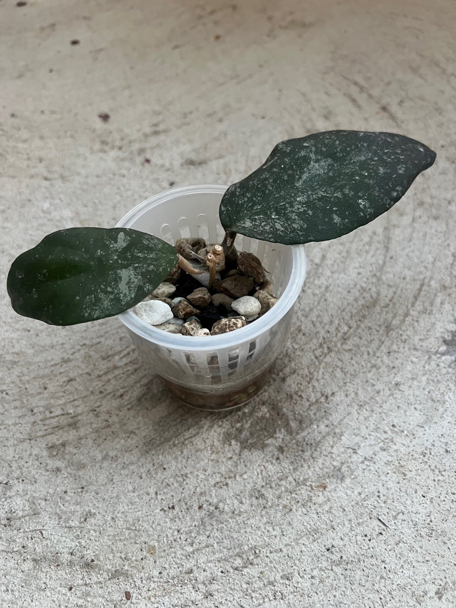 Hoya caudata ’Gold’