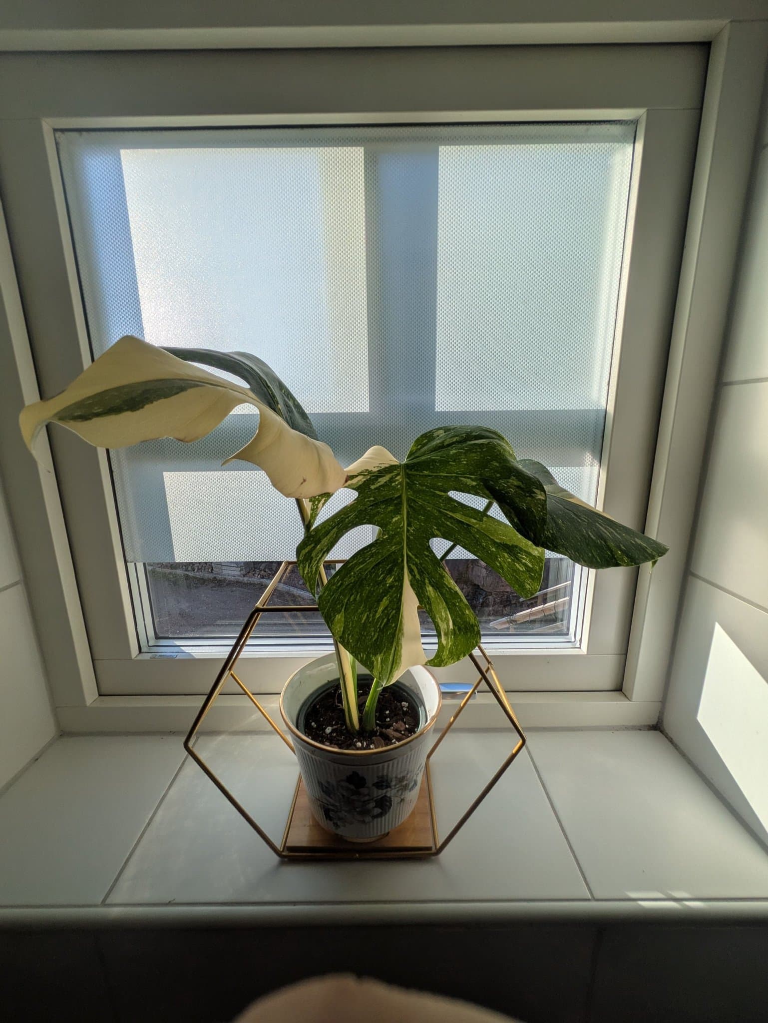 Monstera Thai Constellation. Stora variegerade blad.