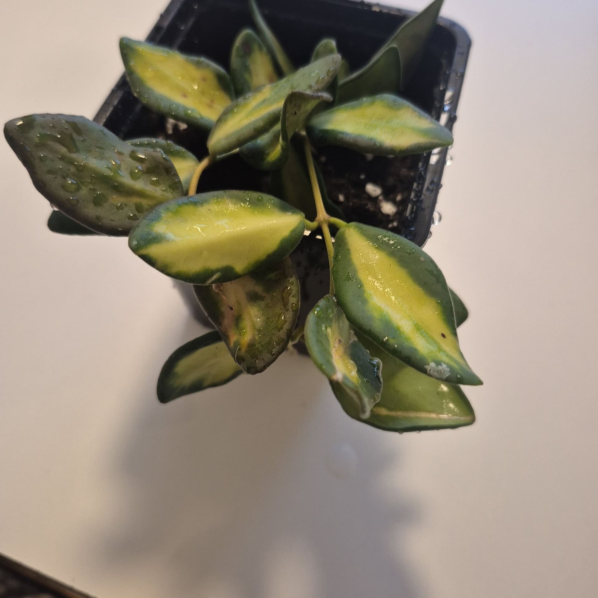 Hoya burtoniae variagata