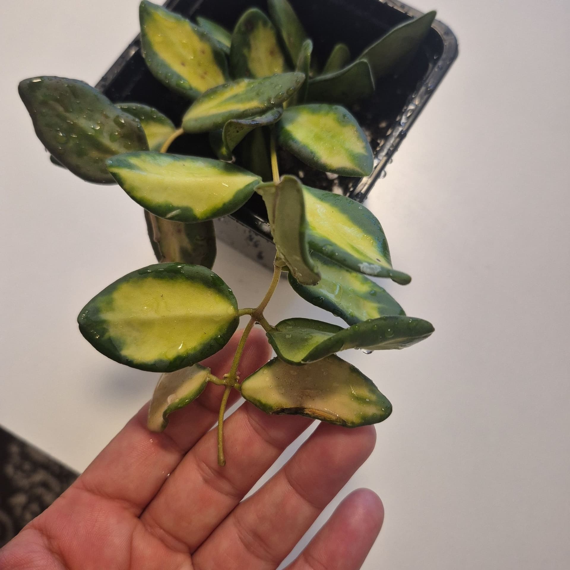 Hoya burtoniae variagata
