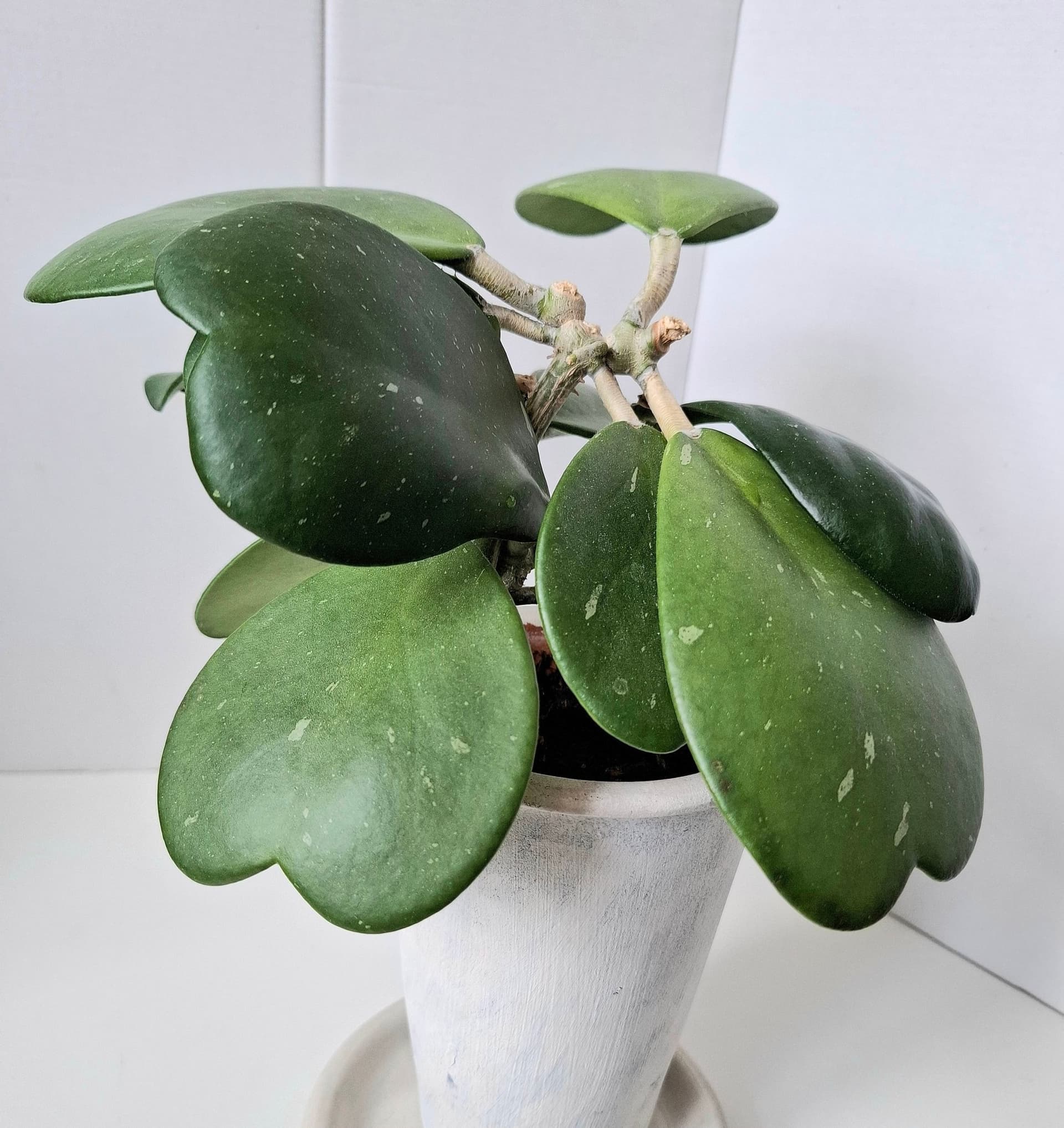 Hoya Kerrii/ planta /Porslinsblomma/