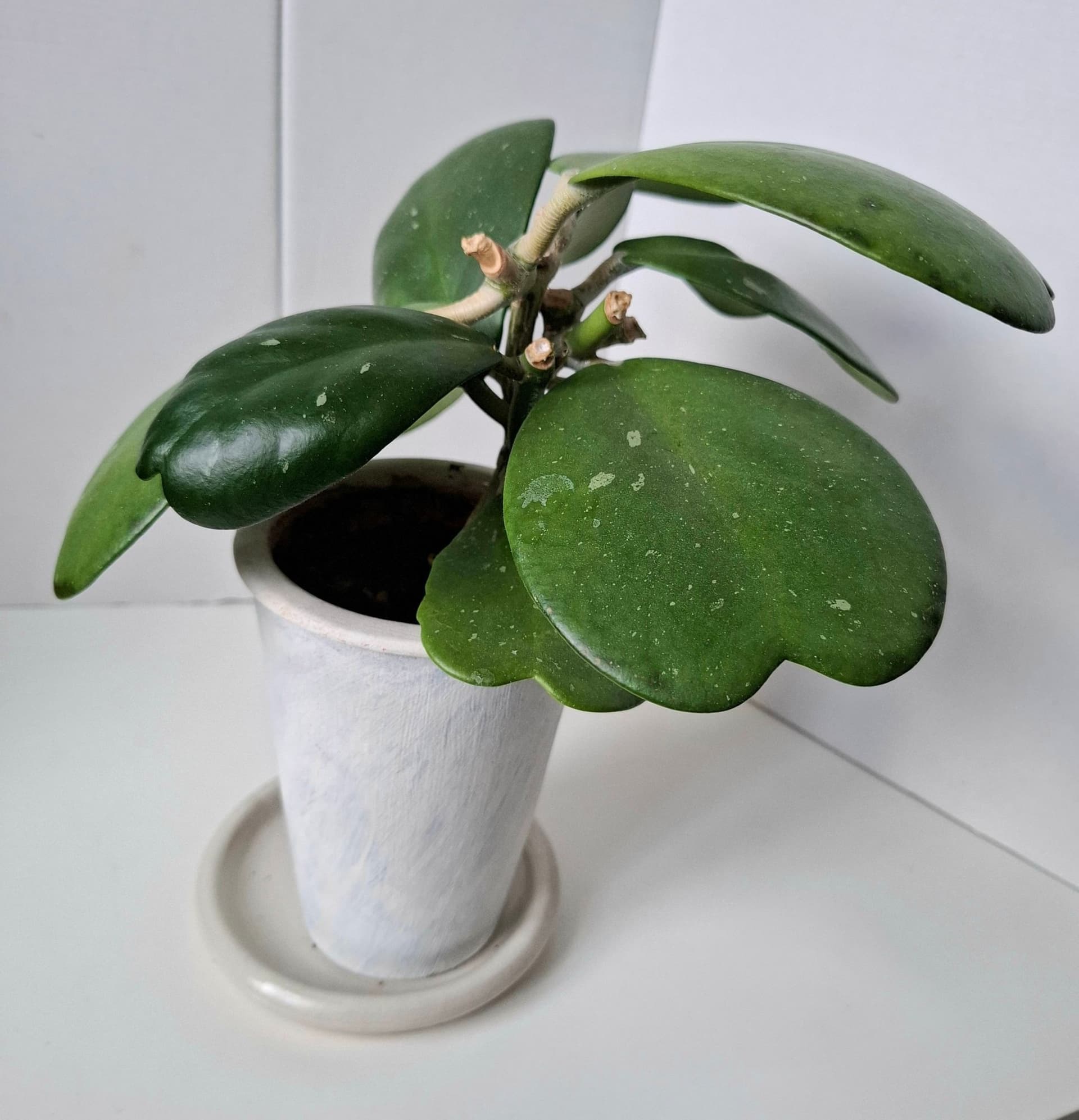Hoya Kerrii/ planta /Porslinsblomma/