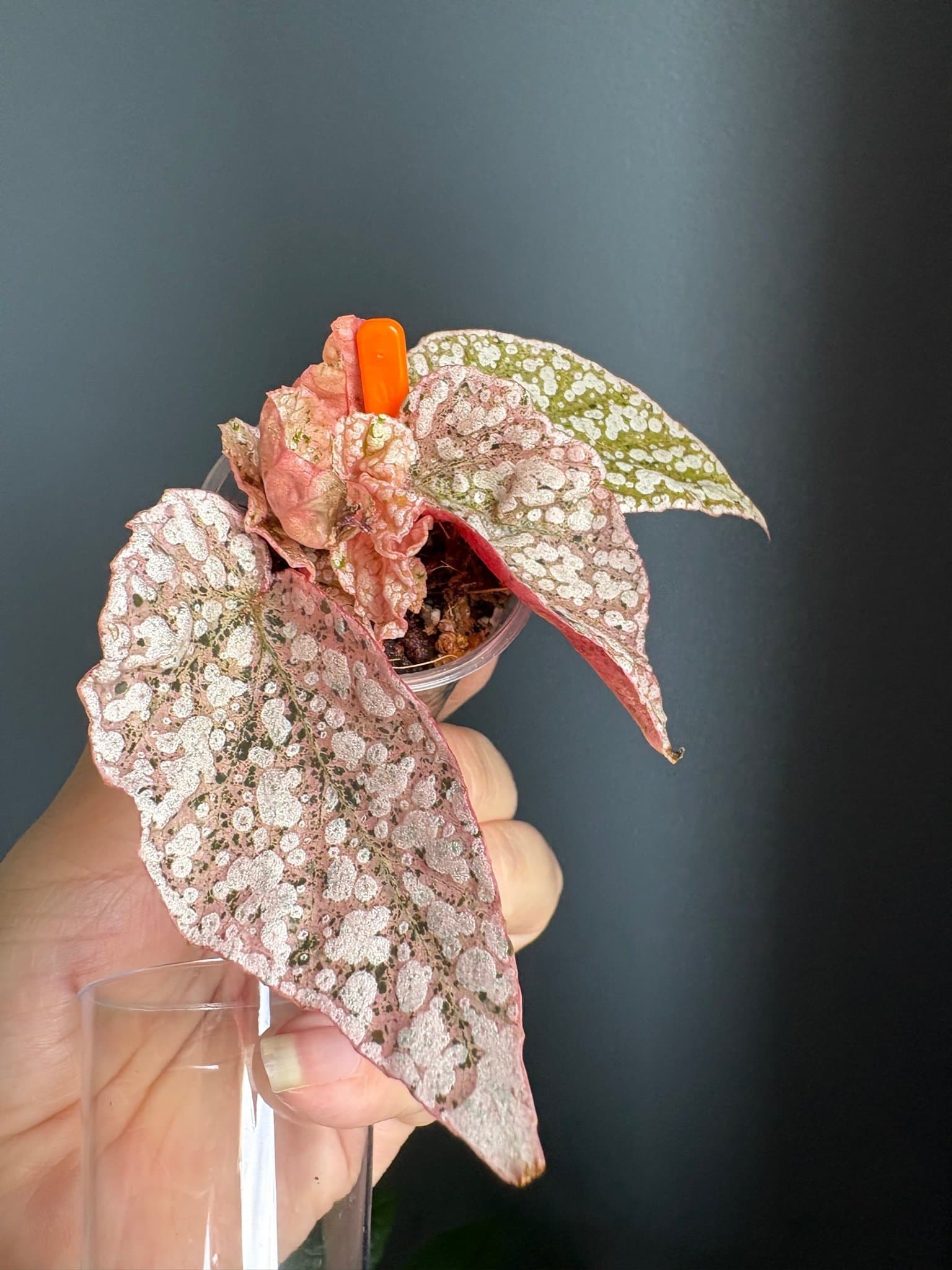 Begonia Snow Capped Variegata pink rosa