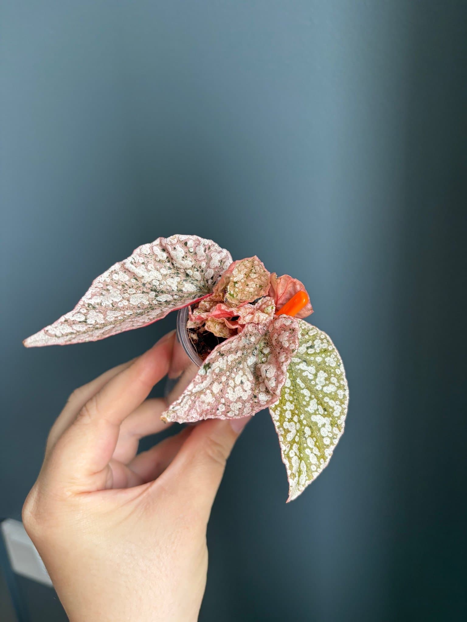 Begonia Snow Capped Variegata pink rosa
