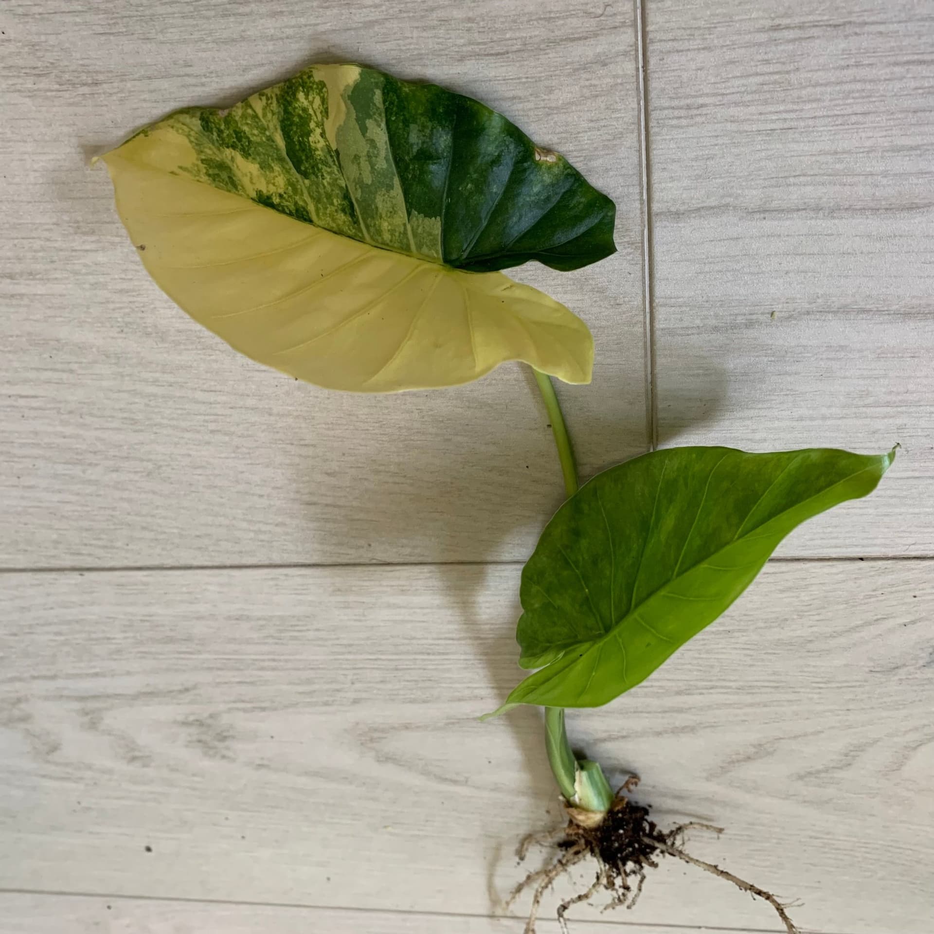 Sååå vacker stickling av Alocasia Gageana Aurea Variegata
