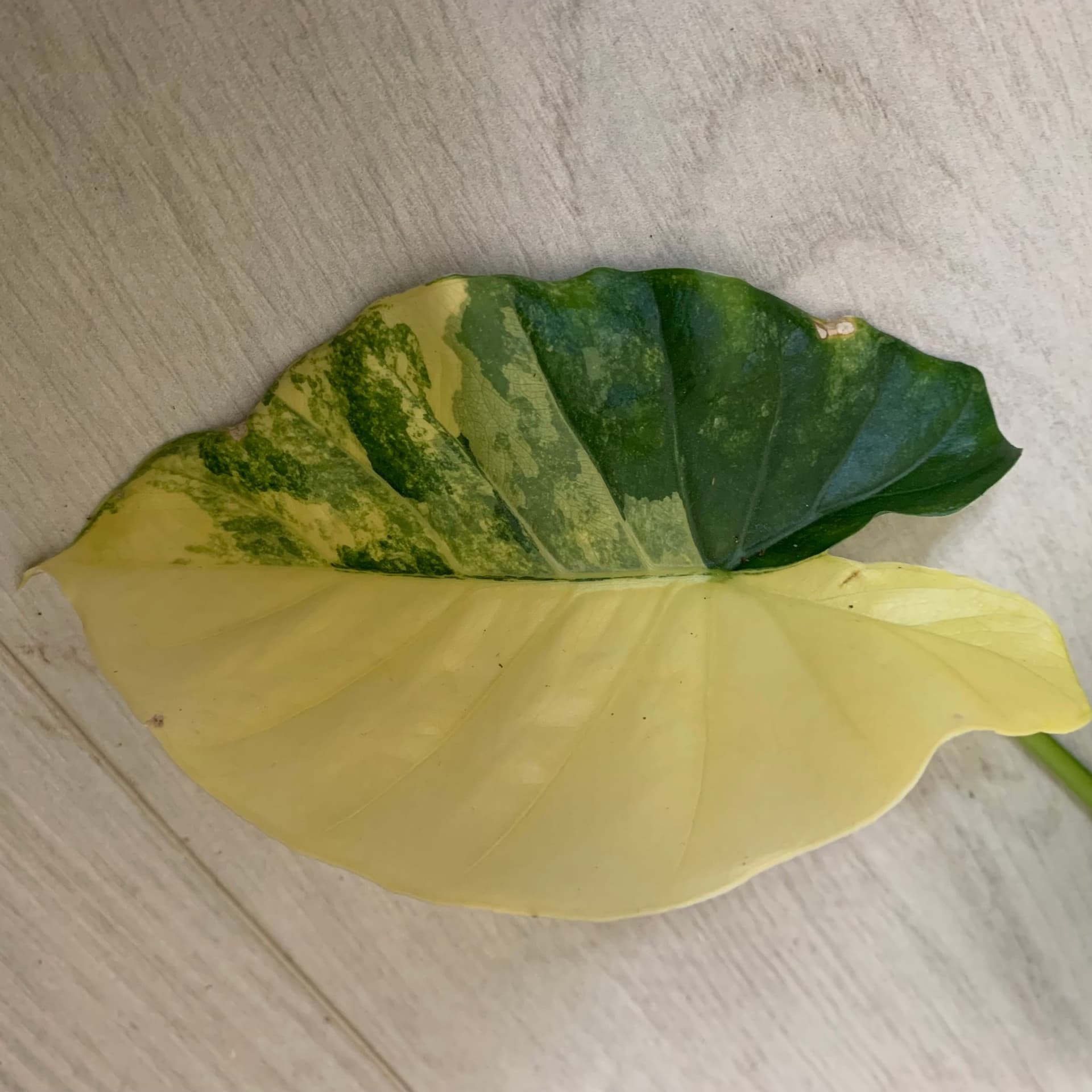 Sååå vacker stickling av Alocasia Gageana Aurea Variegata