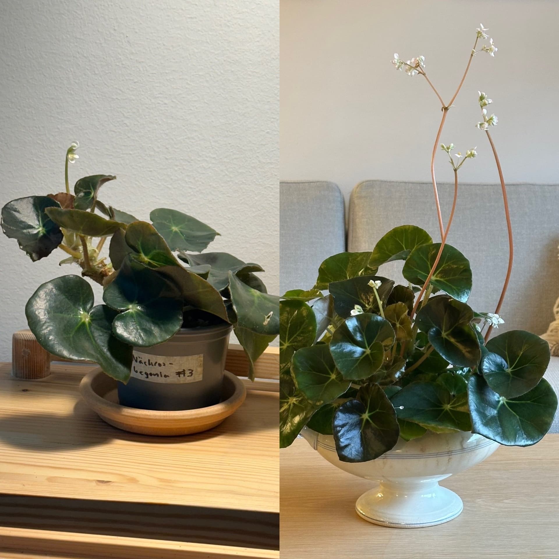 Äkta näckrosbegonia, en trolsk lättodlad skatt - jordrotad planta #3
