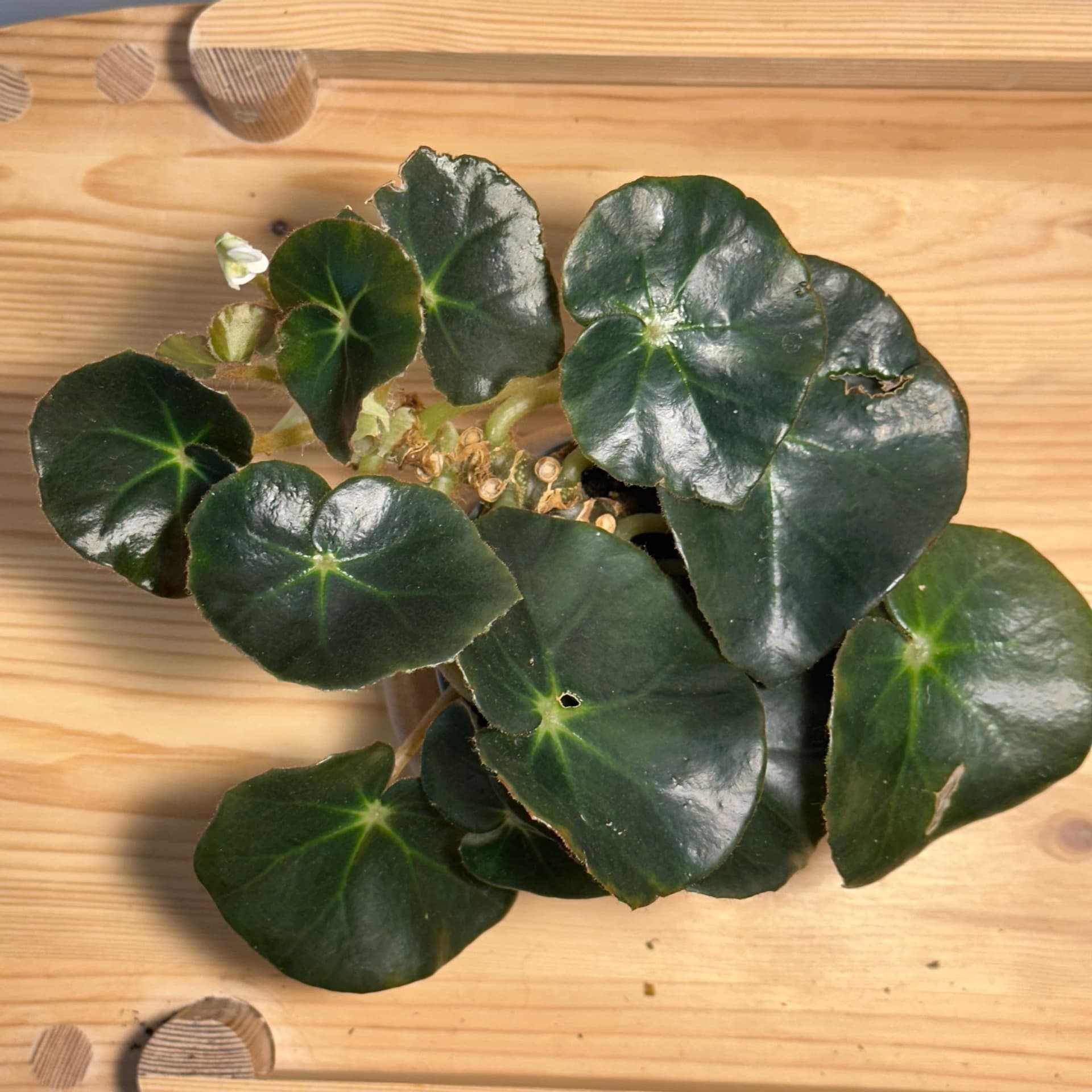 Äkta näckrosbegonia, en trolsk lättodlad skatt - jordrotad planta #3