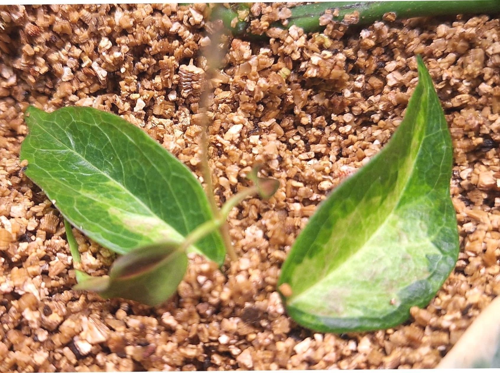 Hoya dennisii ’Frida *ENDAST 30KR FRIMÄRKSFRAKT*