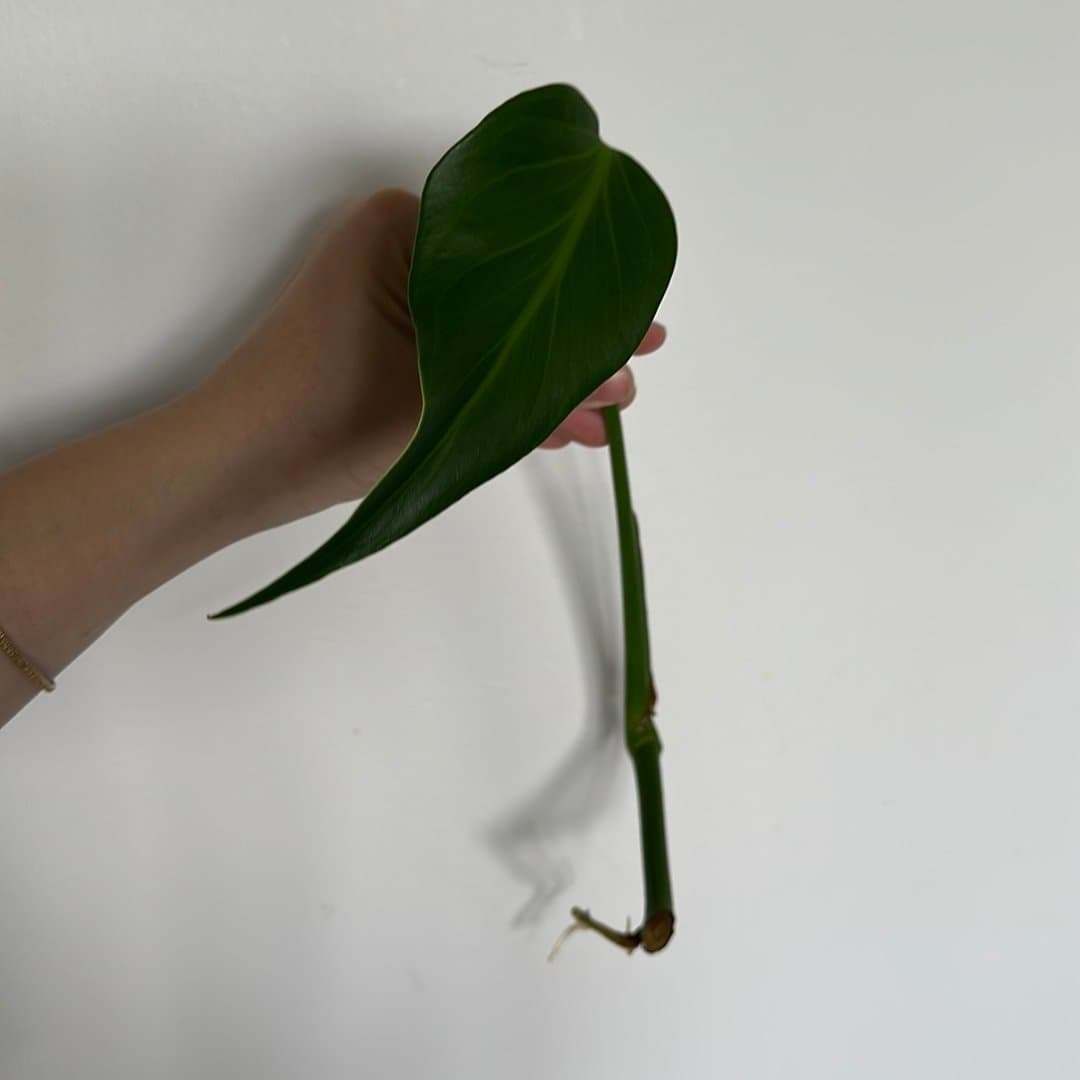 Monstera burle Marx flame