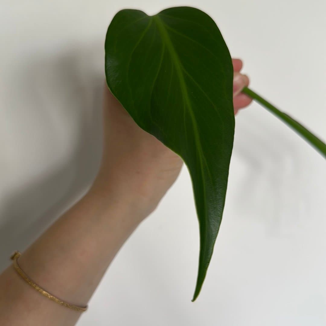 Monstera burle Marx flame