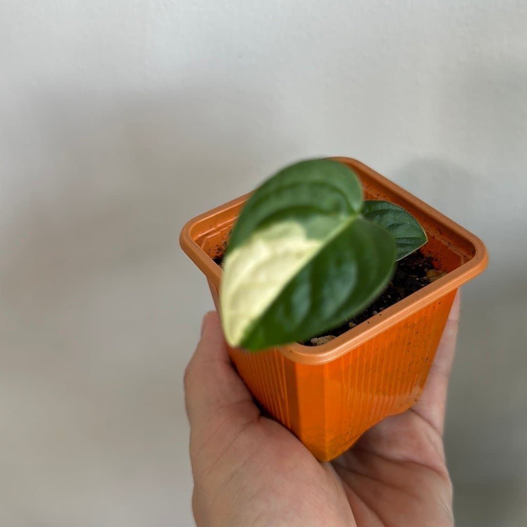 Monstera Adansonii Variegata stickling