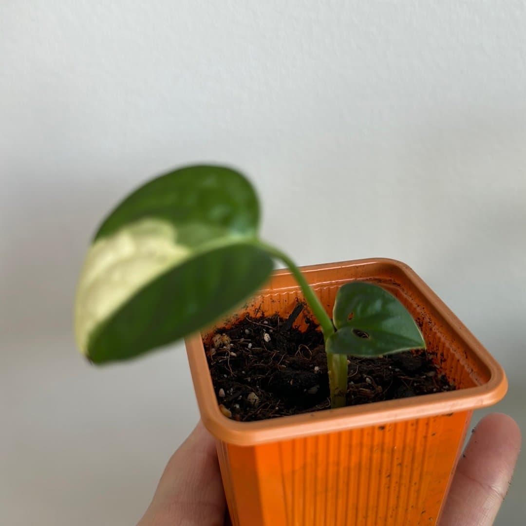Monstera Adansonii Variegata stickling