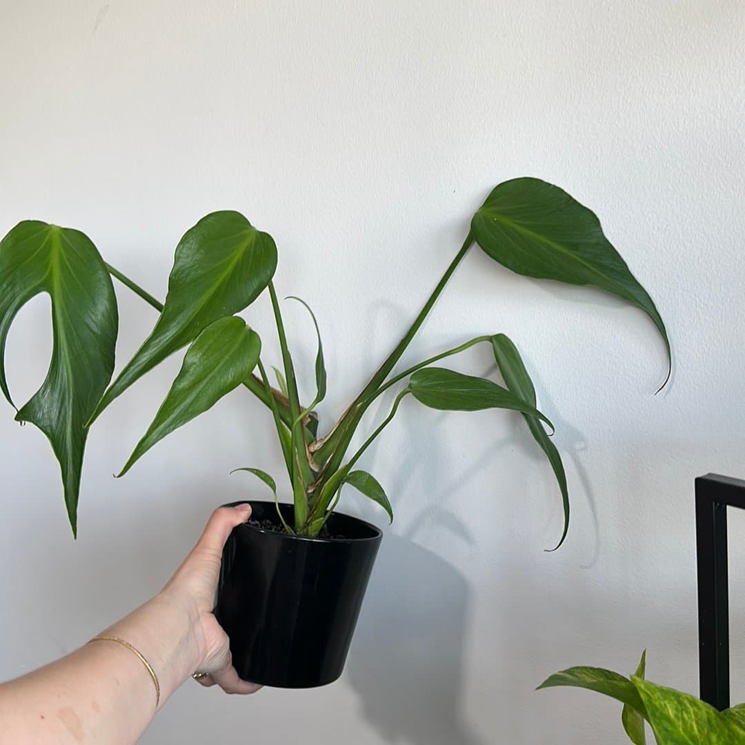 Monstera burle marx flame