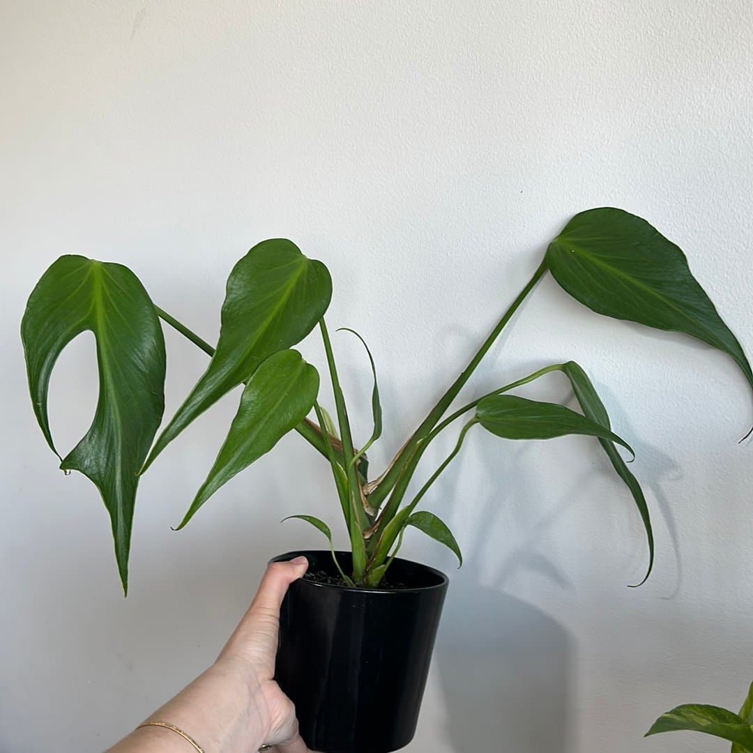 Monstera burle marx flame