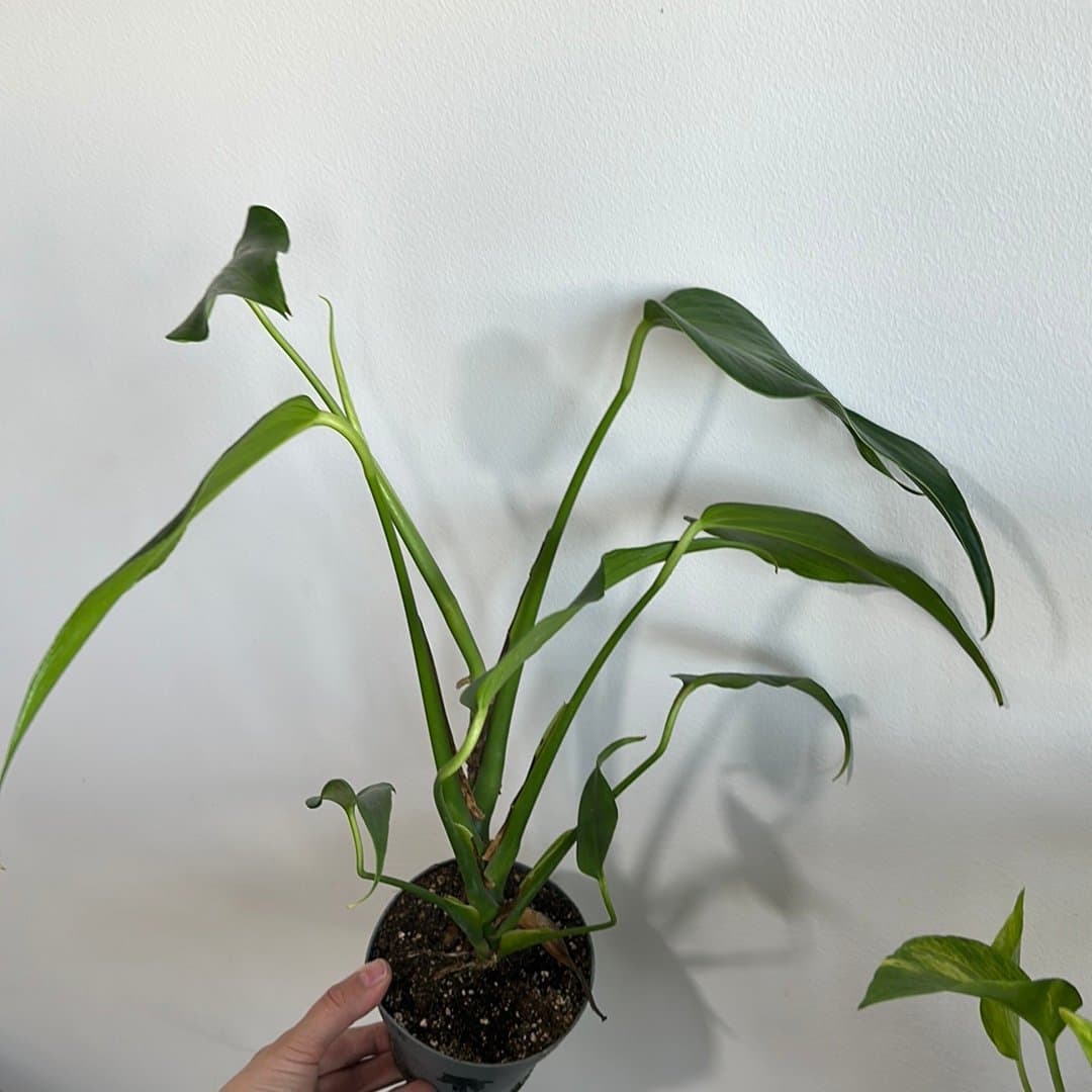 Monstera burle marx flame