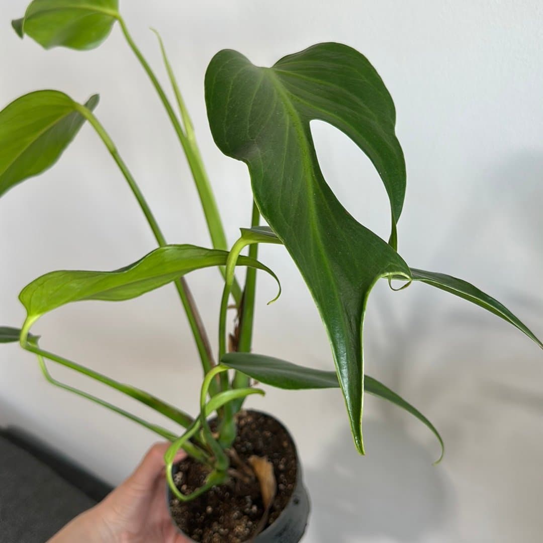 Monstera burle marx flame