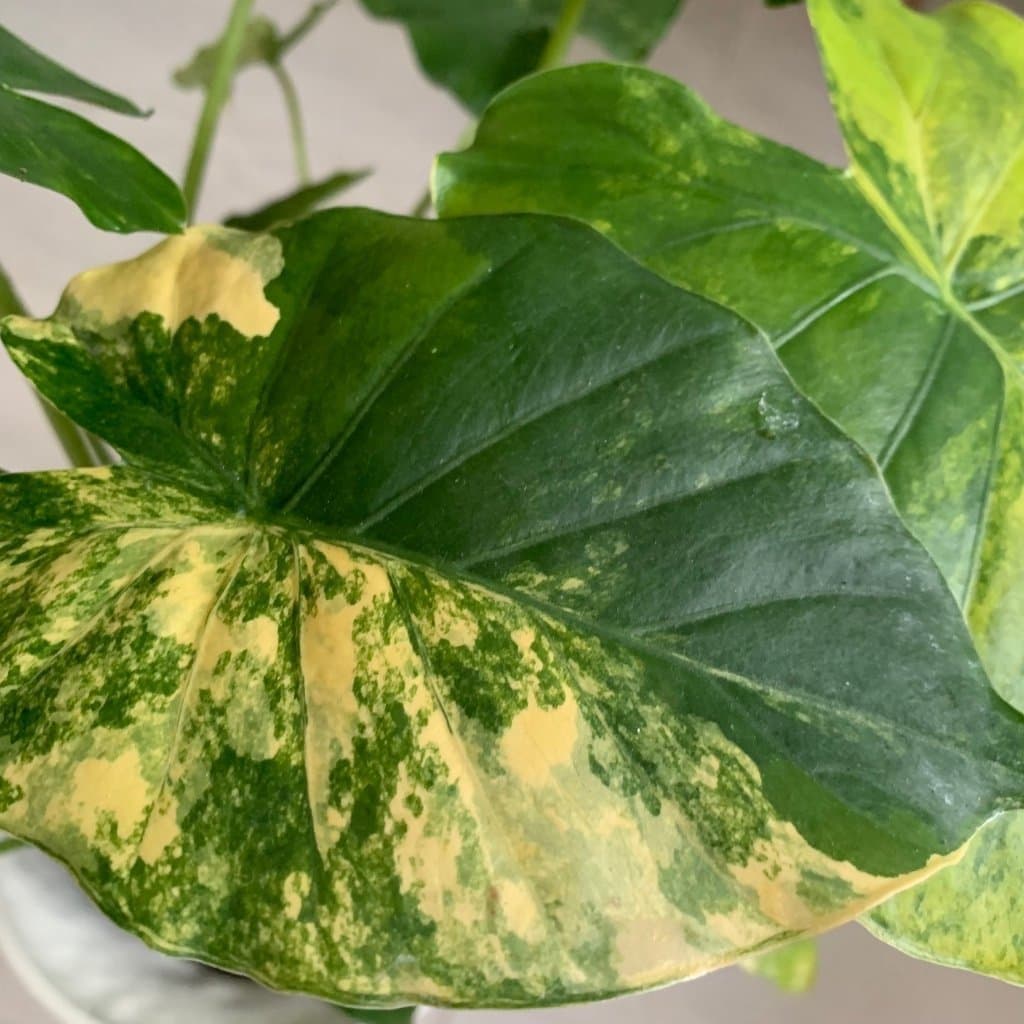 En stickling av Alocasia Gageana Aurea Variegata