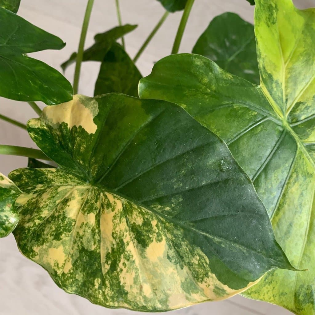 En stickling av Alocasia Gageana Aurea Variegata