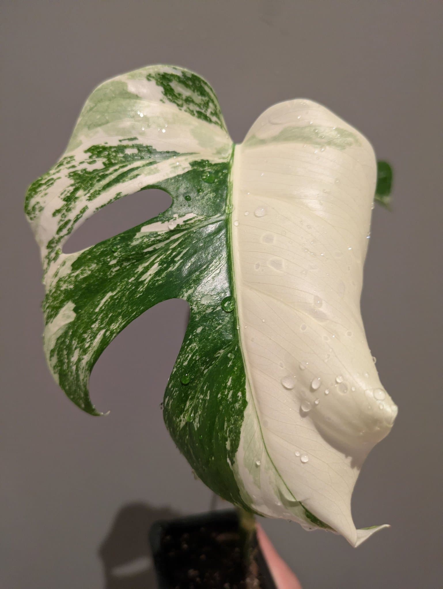 Monstera Albo Variegata
