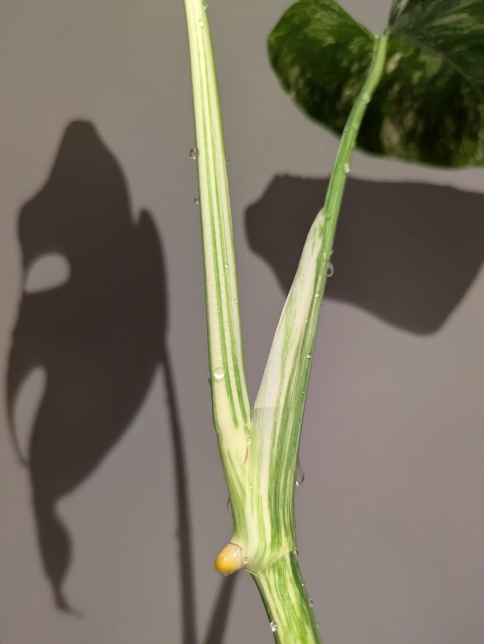 Monstera Albo Variegata