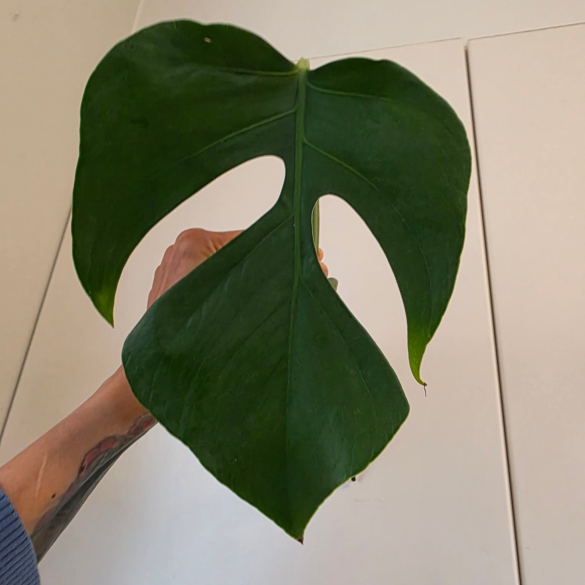 Monstera deliciosa var sierrana Hawaii form