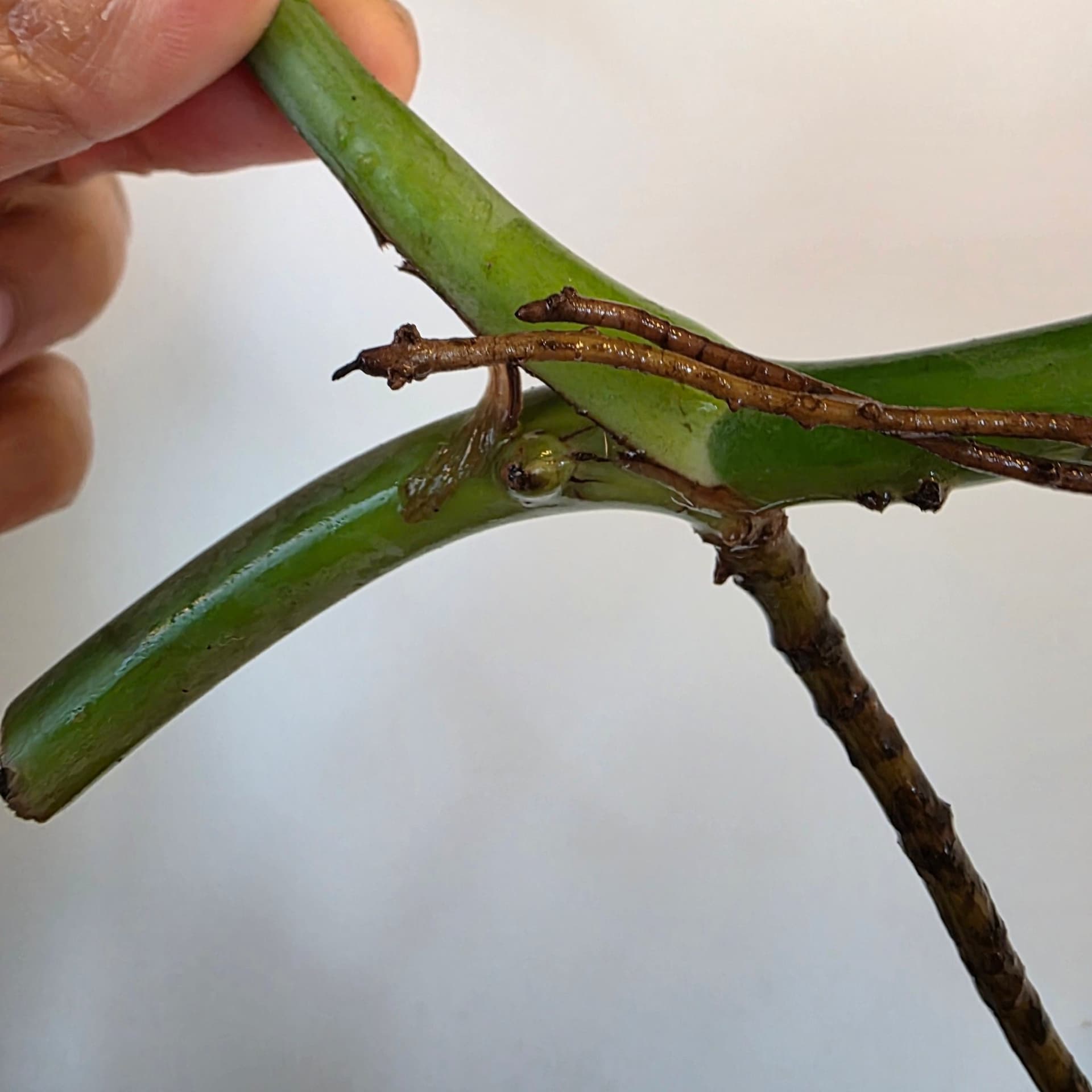 Monstera deliciosa var sierrana Hawaii form