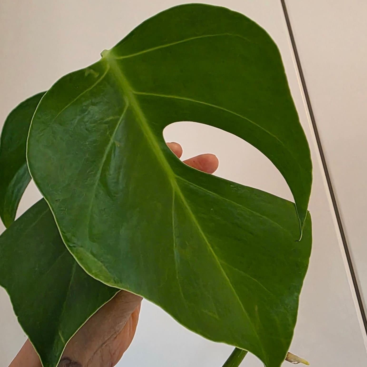 Monstera deliciosa var sierrana Hawaii form