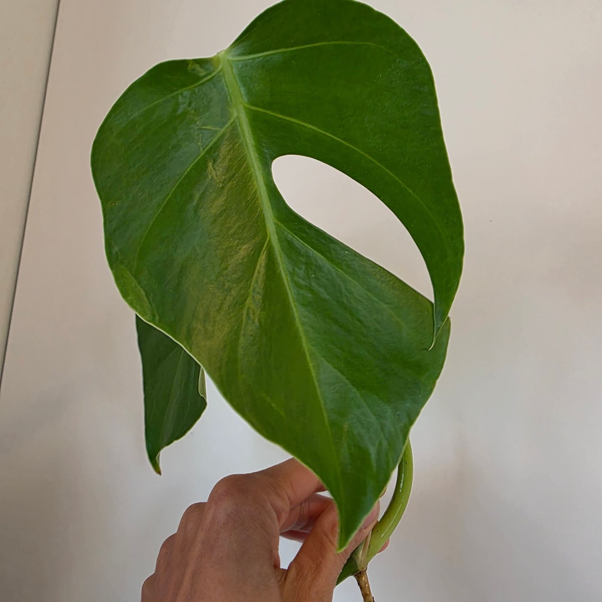 Monstera deliciosa var sierrana Hawaii form