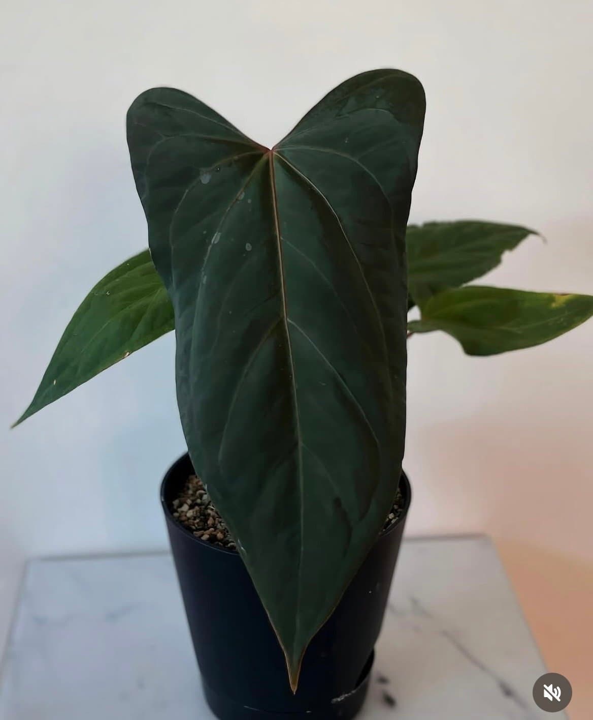 Anthurium Red Java x Indo Portillae