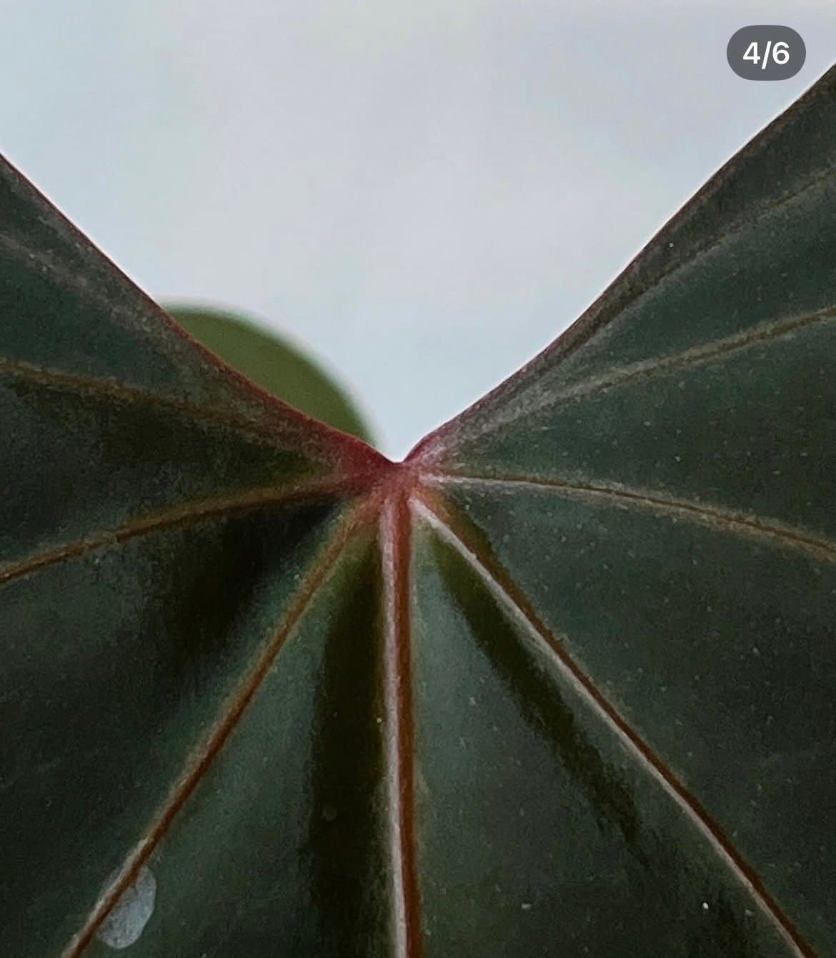 Anthurium Red Java x Indo Portillae