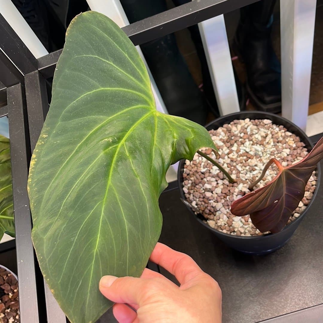 Anthurium X1 x Indo Portillae