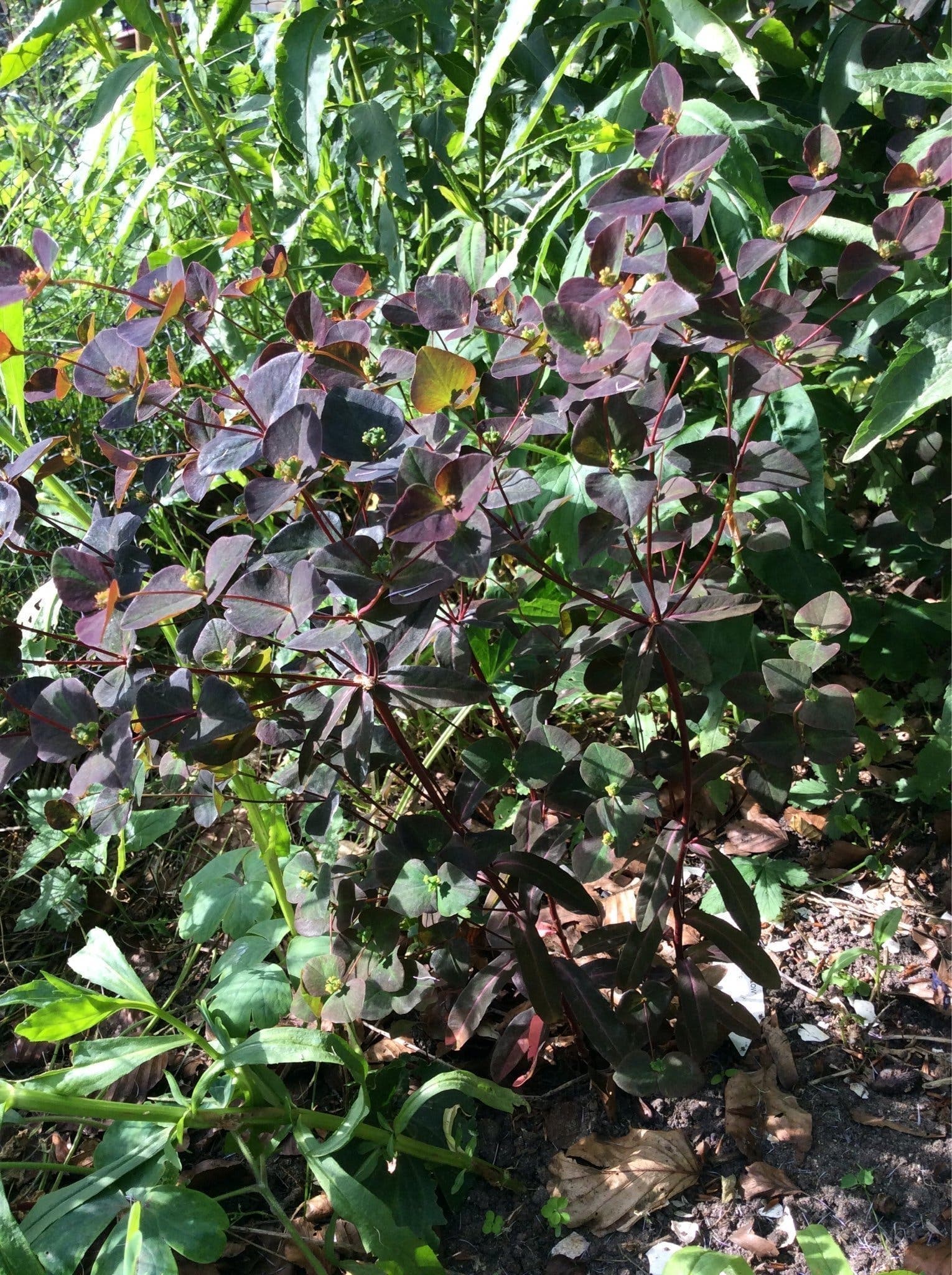 Euphorbia dulcis 'Kameleont'