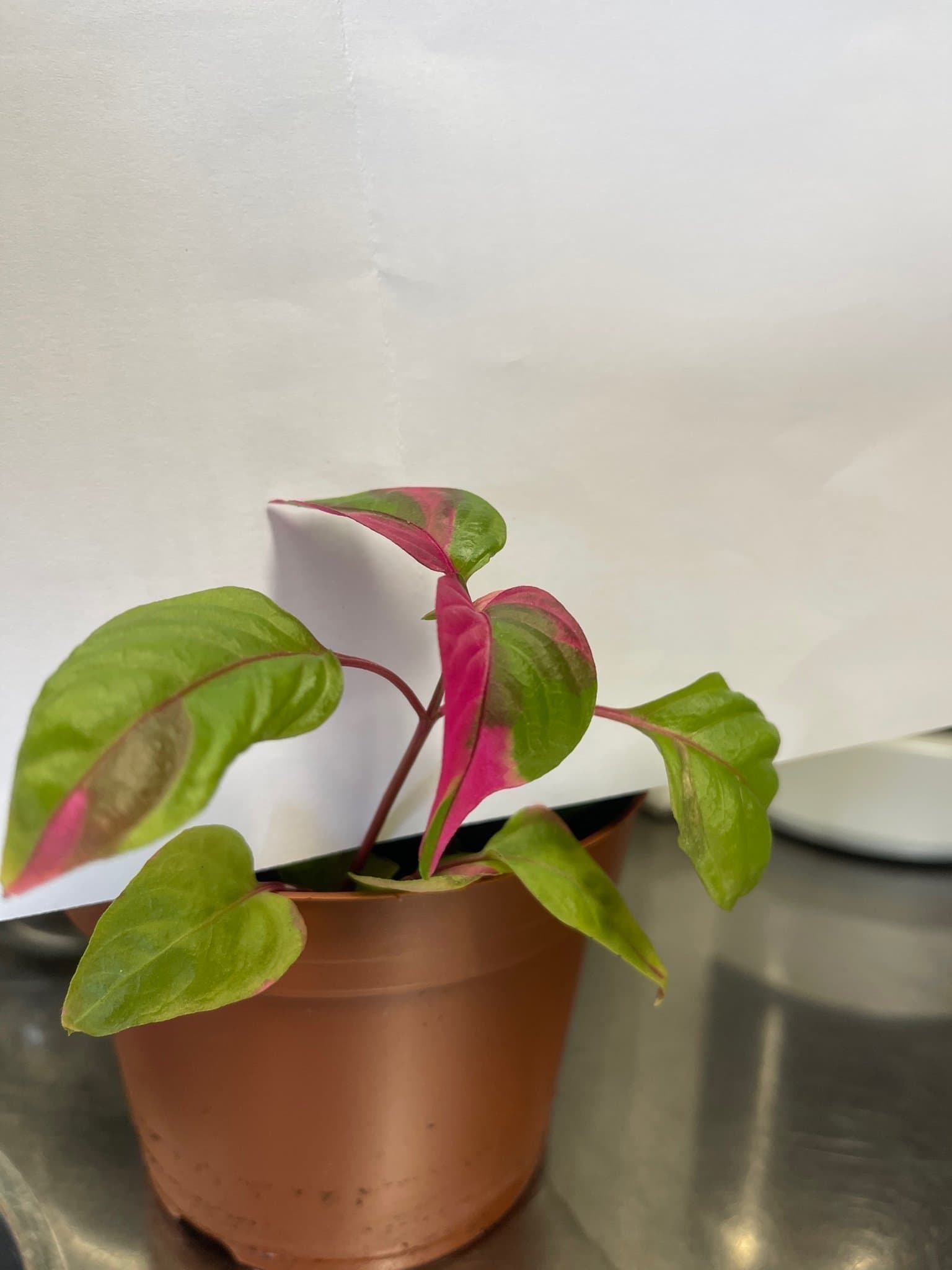 Alternanthera ficoidea 'Partytime', Papegojblad
