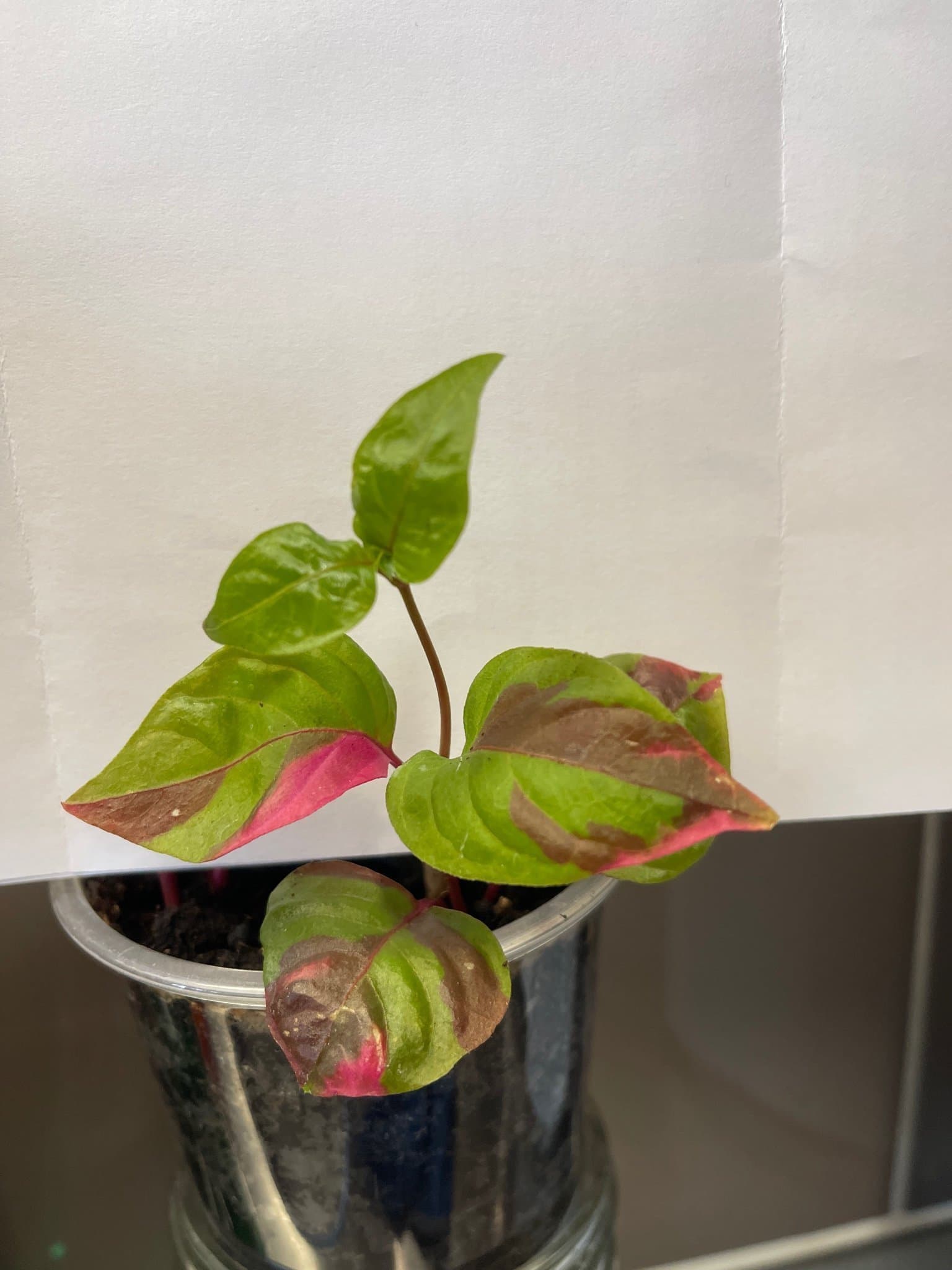 Alternanthera ficoidea 'Partytime', Papegojblad