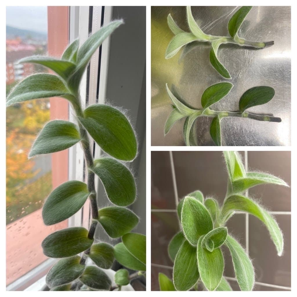Ulliga Ulla , Tradescantia Sillamontana sticklingar