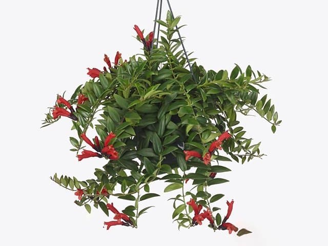 Ampelfackla med röda blommor