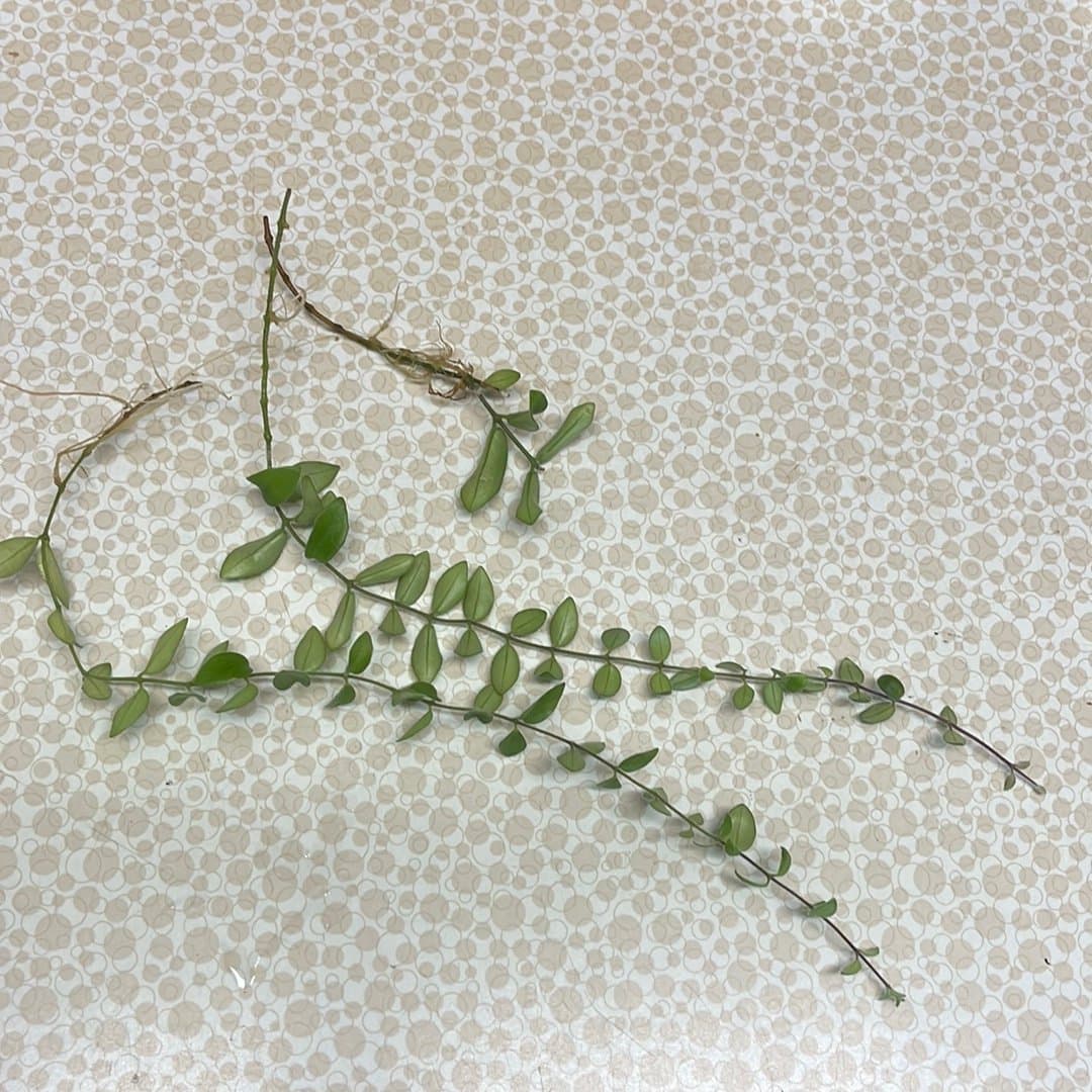 Ampelfackla med röda blommor