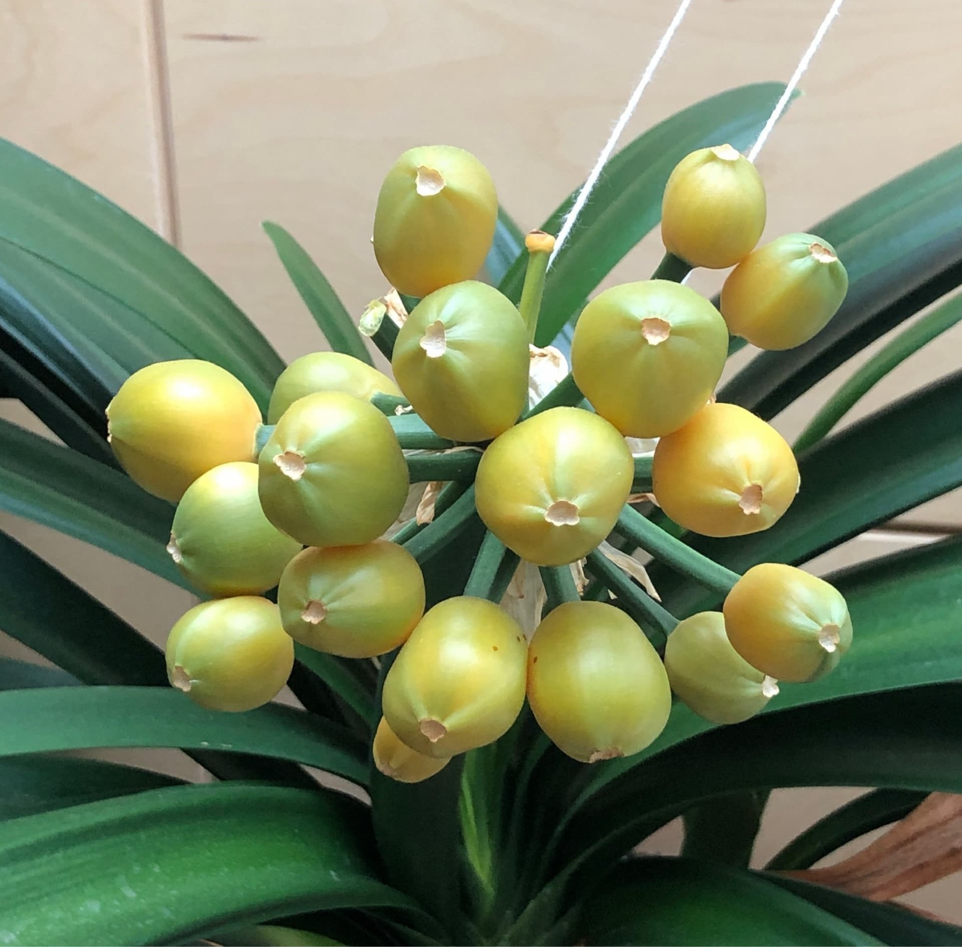 Clivia frön (gul/pastell)