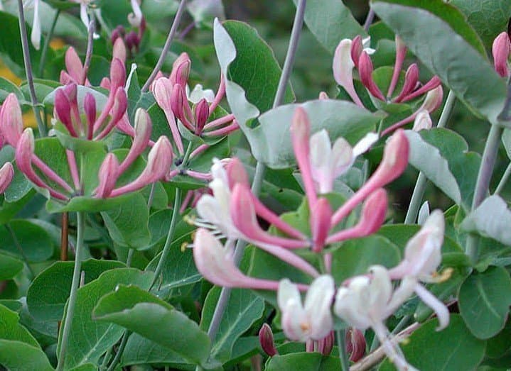 Kaprifol höstkaprifol (Lonicera periclymenum) 5 sticklingar orotade