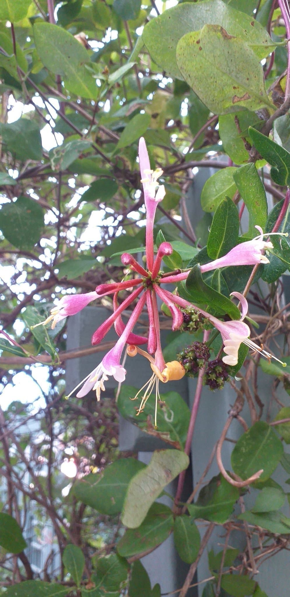 Kaprifol höstkaprifol (Lonicera periclymenum) 5 sticklingar orotade