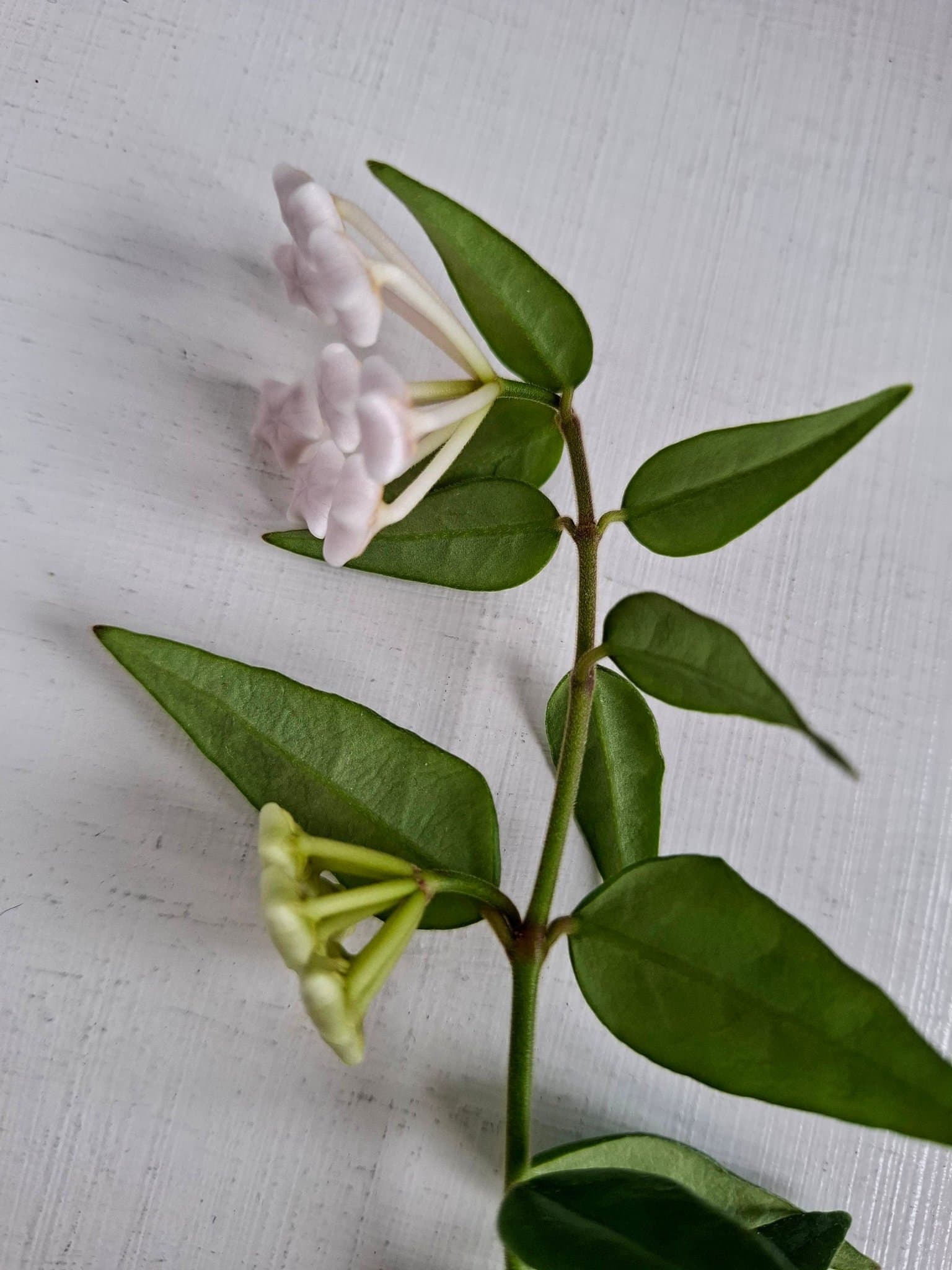 Hoya Bella/1 st rotad stickling med 2 blomknoppar /porslinsblomma/ r