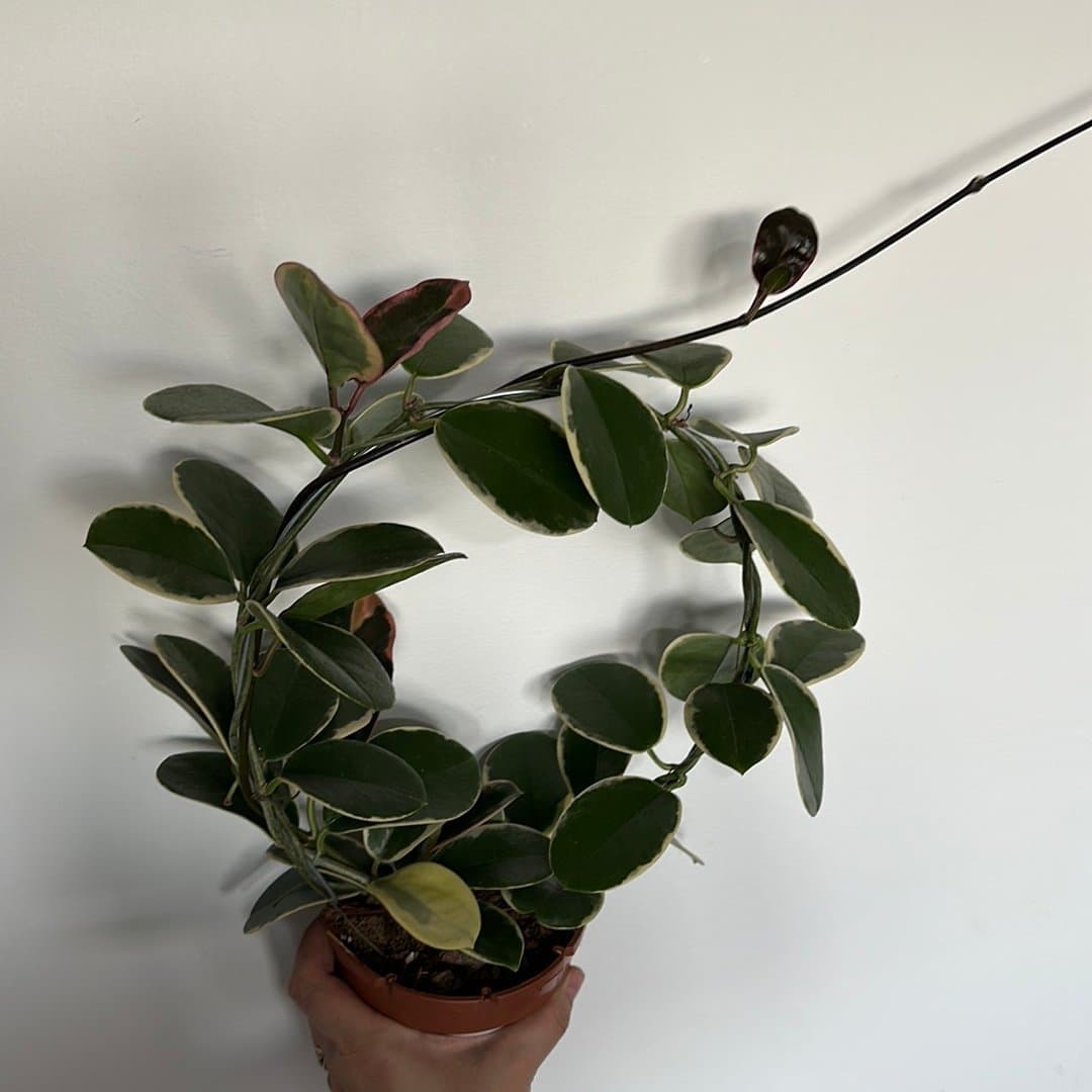 Hoya australis 'Lisa'