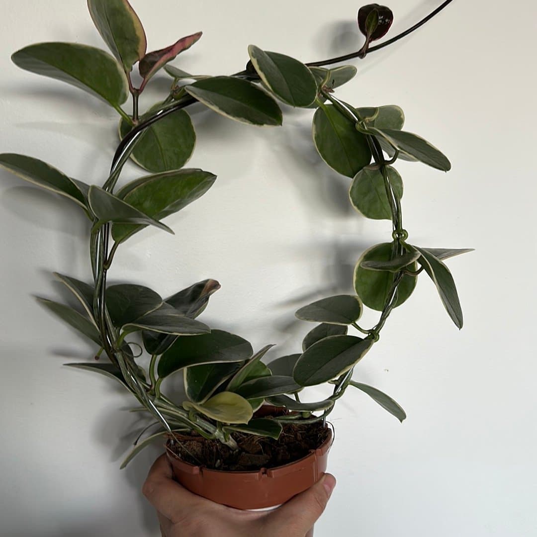 Hoya australis 'Lisa'