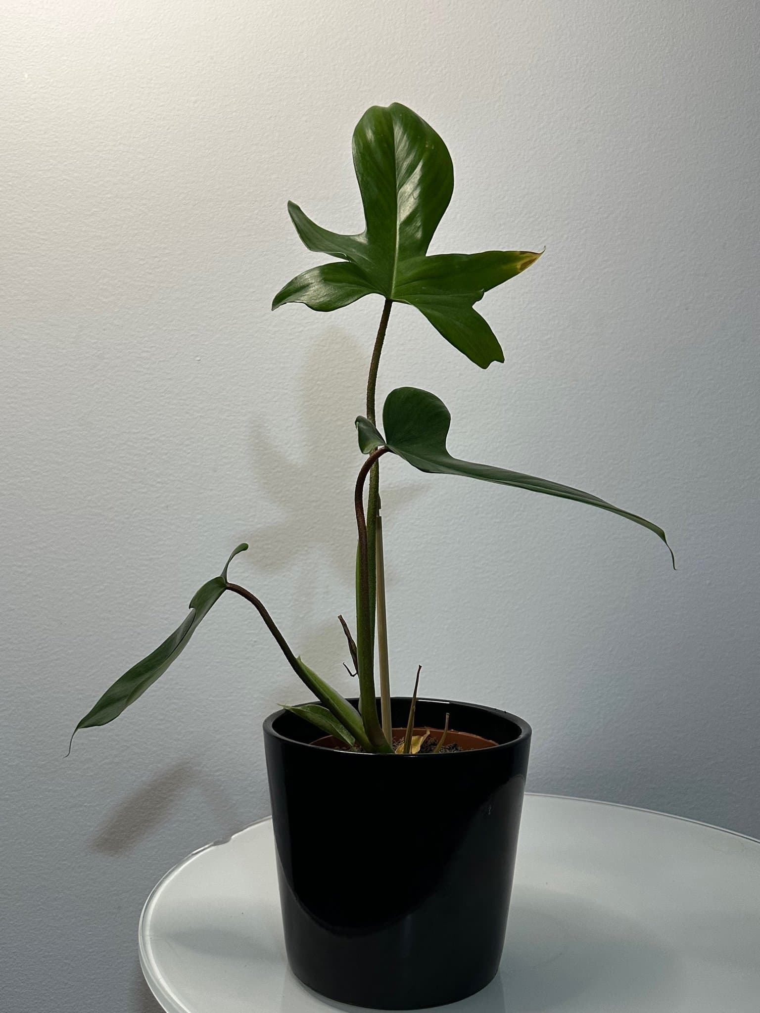 Philodendron Florida Green