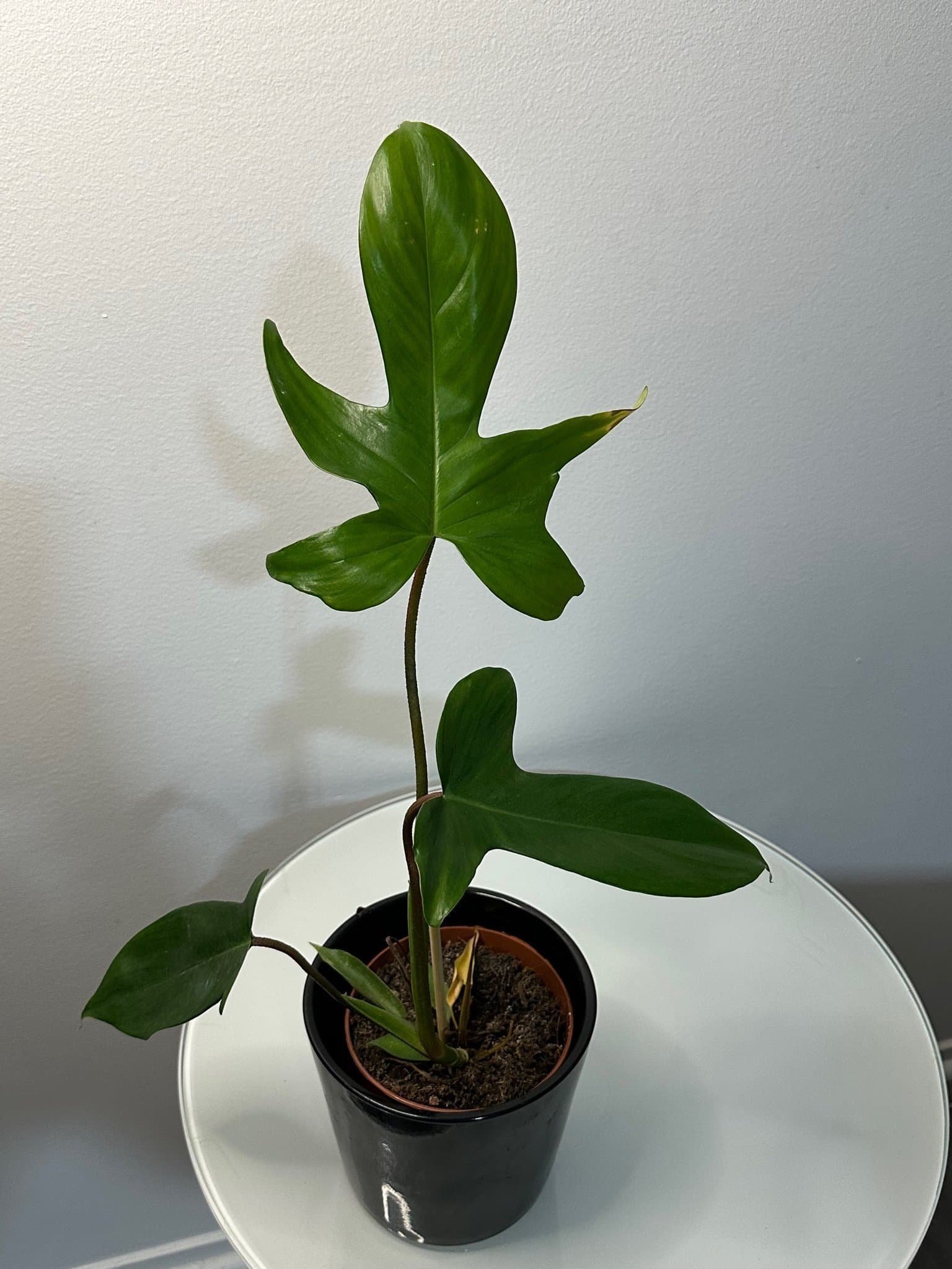 Philodendron Florida Green