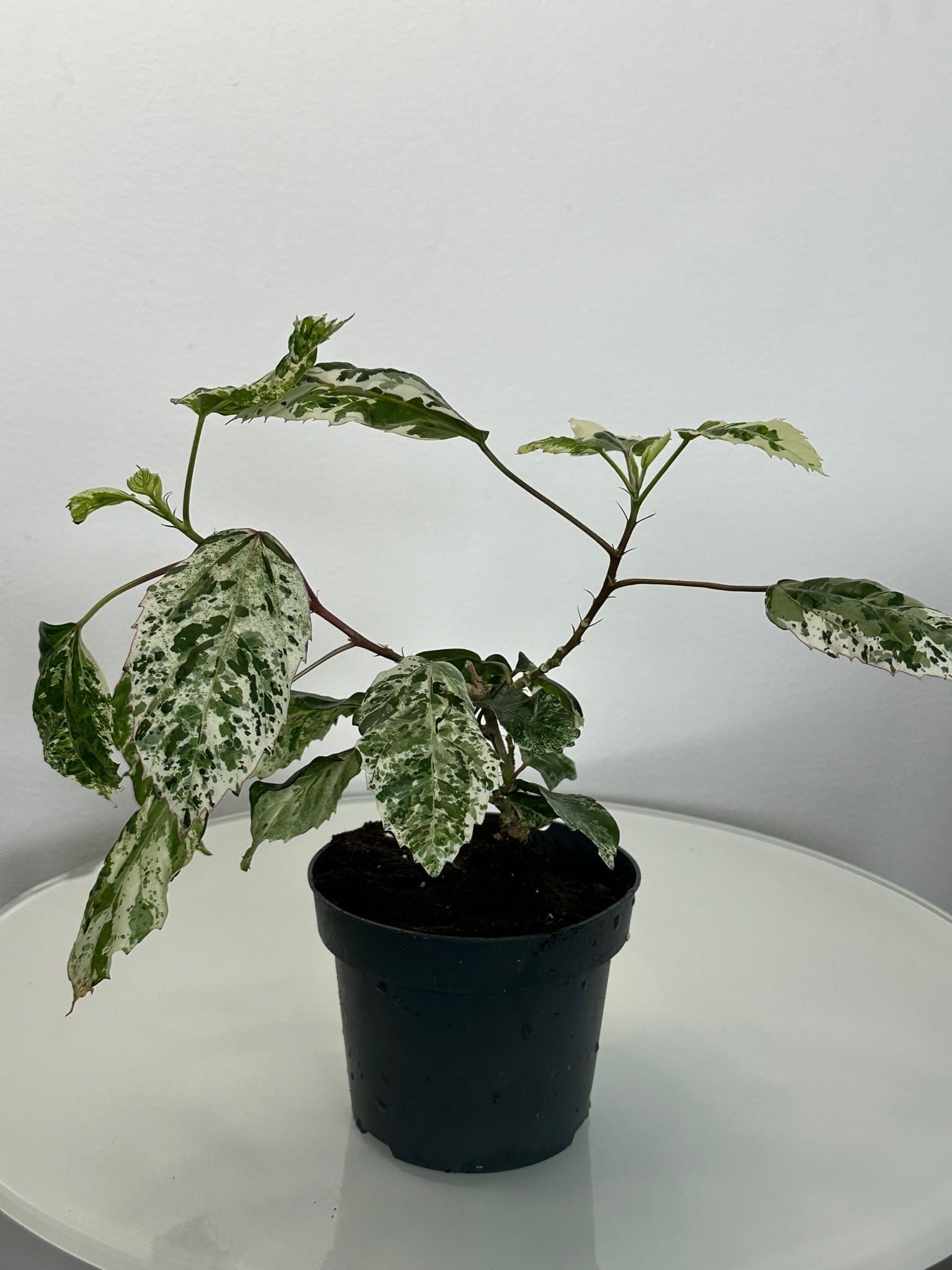 Hibiscus 'Snow Queen' planta