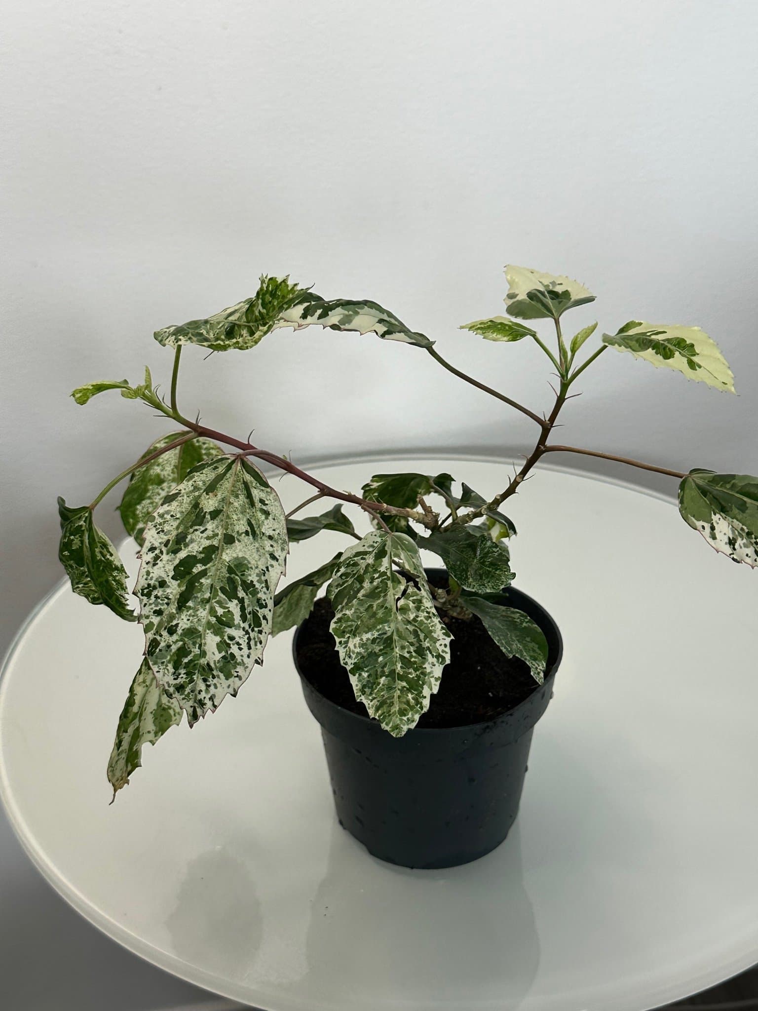 Hibiscus 'Snow Queen' planta