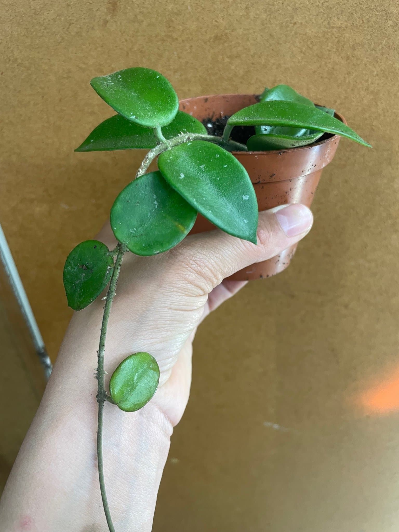 Hoya carnosa x serpens 'Chouke