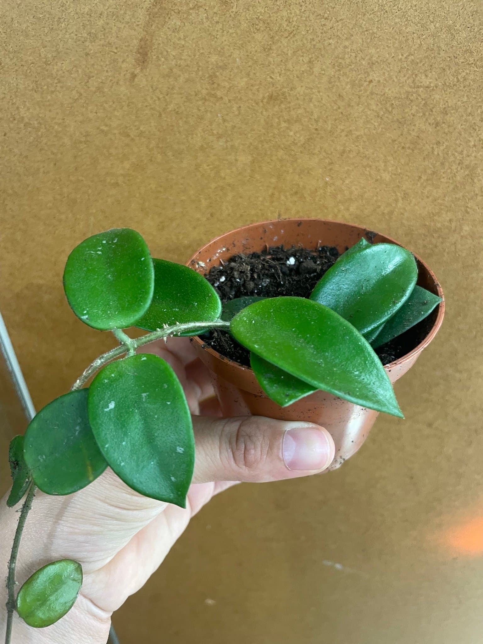 Hoya carnosa x serpens 'Chouke